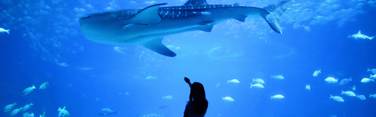 a person in front of an aquarium looking up at a whale shark.