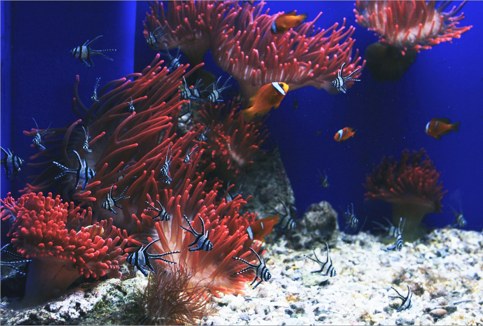 various tropical fish swimming around sea anemone.