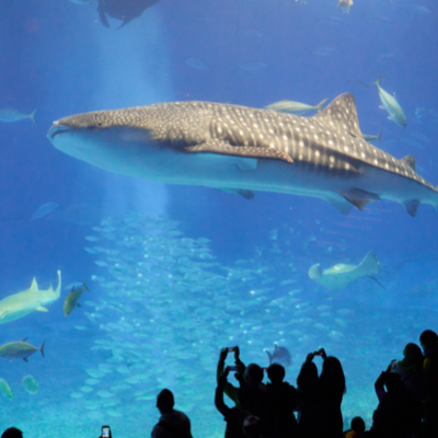 silohuette of people looking at a whale shark in an aquarium.
