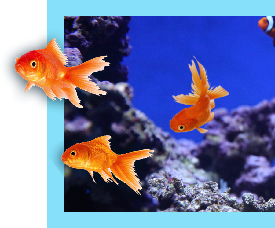 close up of goldfish in front of coral