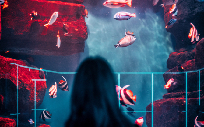 person looking into an aquarium of clown fish.