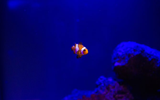 a clown fish swimming beside coral.