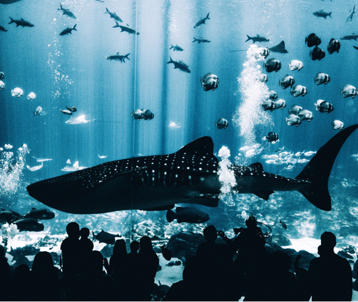 silohuette of people in front of a whale shark in an aquarium.